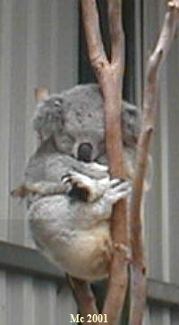 Ist er nicht s, dieser Koala Baer ???
