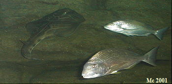 Aquarium Sydney