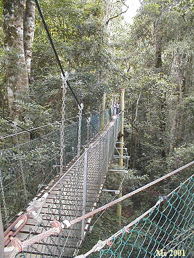 O'Reilly's Tree top walk - Brcke im Regenwald ...