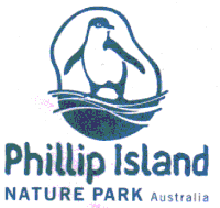'Pinguin Parade' im Phillip Island Naturpark
